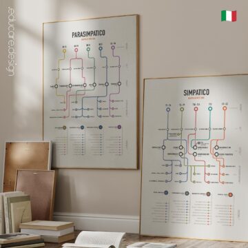 Mappa di Rete del Plesso Brachiale tavola anatomica per studi e cliniche Mappa di Rete del Plesso Brachiale tavola anatomica per studi e cliniche
